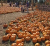 Pumkins 2.png Pumkins 2.png